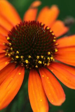 Tiki Torch Orange Coneflower (Echinacea) - 1 Gallon Pot
