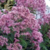 Queen Of The Prairie Hollow Stem Joe Pye Weed - 1 Gallon Pot 1 Queen Of The Prairie Hollow Stem Joe Pye Weed - 1 Gallon Pot -Plant Discount Store eupatoriadelphus fistulosa joe pye weed 16