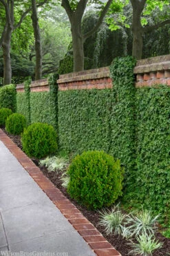 Creeping Fig (Ficus Pumila) - 18 Pack Of Pint Pots 22 Creeping Fig (Ficus Pumila) - 18 Pack Of Pint Pots -Plant Discount Store ficus pumila green creeping fig 100