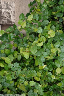 Creeping Fig (Ficus Pumila) - 1 Gallon Pot 26 Creeping Fig (Ficus Pumila) - 1 Gallon Pot -Plant Discount Store ficus pumila green creeping fig 103