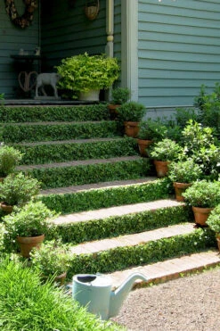 Creeping Fig (Ficus Pumila) - 1 Gallon Pot 22 Creeping Fig (Ficus Pumila) - 1 Gallon Pot -Plant Discount Store ficus pumila green creeping fig 105 1