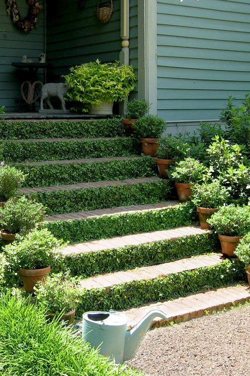 Creeping Fig (Ficus Pumila) - 1 Gallon Pot 10 Creeping Fig (Ficus Pumila) - 1 Gallon Pot - Image 8