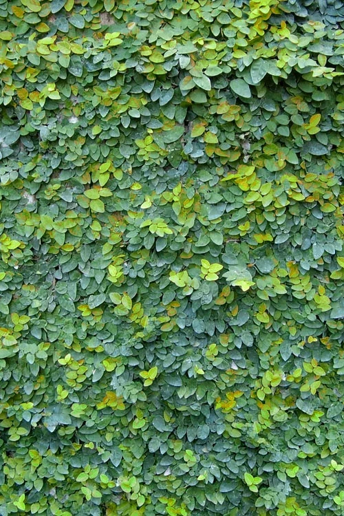 Creeping Fig (Ficus Pumila) - 1 Gallon Pot 15 Creeping Fig (Ficus Pumila) - 1 Gallon Pot - Image 13