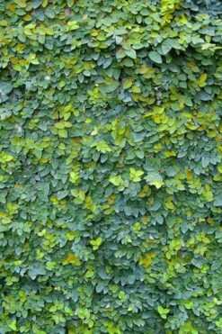 Creeping Fig (Ficus Pumila) - 18 Pack Of Pint Pots 25 Creeping Fig (Ficus Pumila) - 18 Pack Of Pint Pots -Plant Discount Store ficus pumila green creeping fig 106
