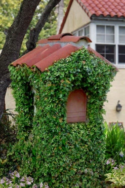 Creeping Fig (Ficus Pumila) - 1 Gallon Pot 23 Creeping Fig (Ficus Pumila) - 1 Gallon Pot -Plant Discount Store ficus pumila green creeping fig 107 1