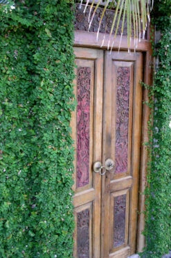 Creeping Fig (Ficus Pumila) - 18 Pack Of Pint Pots 20 Creeping Fig (Ficus Pumila) - 18 Pack Of Pint Pots -Plant Discount Store ficus pumila green creeping fig 108