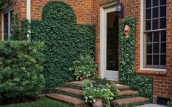 Creeping Fig (Ficus Pumila) - 18 Pack Of Pint Pots 18 Creeping Fig (Ficus Pumila) - 18 Pack Of Pint Pots -Plant Discount Store ficus pumila green creeping fig 109