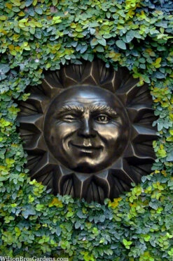 Creeping Fig (Ficus Pumila) - 18 Pack Of Pint Pots 24 Creeping Fig (Ficus Pumila) - 18 Pack Of Pint Pots -Plant Discount Store ficus pumila green creeping fig 110