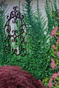 Creeping Fig (Ficus Pumila) - 1 Gallon Pot 21 Creeping Fig (Ficus Pumila) - 1 Gallon Pot -Plant Discount Store ficus pumila green creeping fig 112 1