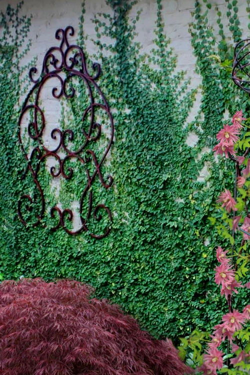 Creeping Fig (Ficus Pumila) - 18 Pack Of Pint Pots 6 Creeping Fig (Ficus Pumila) - 18 Pack Of Pint Pots - Image 4