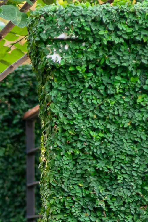 Creeping Fig (Ficus Pumila) - 18 Pack Of Pint Pots 12 Creeping Fig (Ficus Pumila) - 18 Pack Of Pint Pots - Image 10