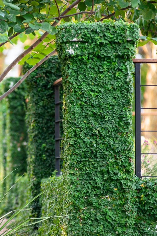 Creeping Fig (Ficus Pumila) - 1 Gallon Pot 3 Creeping Fig (Ficus Pumila) - 1 Gallon Pot