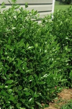 August Beauty Gardenia - 3 Gallon Pot 11 August Beauty Gardenia - 3 Gallon Pot -Plant Discount Store gardenia august beauty 5 2
