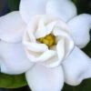 Buttons Gardenia - 1 Gallon Pot -Plant Discount Store gardenia buttons 2 1