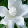 Celestial Star Gardenia - 1 Gallon Pot 2 Celestial Star Gardenia - 1 Gallon Pot -Plant Discount Store gardenia celestial star 1