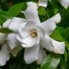 Fool Proof Gardenia - 3 Gallon Pot 2 Fool Proof Gardenia - 3 Gallon Pot -Plant Discount Store gardenia fool proof 1