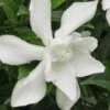 Frost Proof Gardenia - 3 Gallon Pot