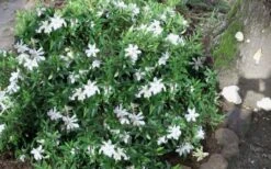 Frost Proof Gardenia - 3 Gallon Pot 11 Frost Proof Gardenia - 3 Gallon Pot -Plant Discount Store gardenia frost proof 50