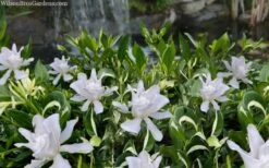 Crescent Moon Dwarf Gardenia - 6 Pack Of 1 Gallon Pots -Plant Discount Store gardenia jasminoides crescent moon dwarf creeping 2 1