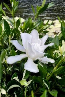 Crescent Moon Dwarf Gardenia - 1 Gallon Pot -Plant Discount Store gardenia jasminoides crescent moon dwarf creeping 6