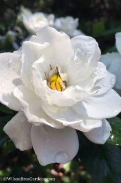 Crown Jewel Gardenia - 1 Gallon Pot 15 Crown Jewel Gardenia - 1 Gallon Pot -Plant Discount Store gardenia jasminoides crown jewel 11 1