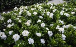 Crown Jewel Gardenia - 6-Pack Of 1 Gallon Pots -Plant Discount Store gardenia jasminoides crown jewel 12