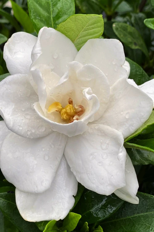 Pillow Talk Gardenia - 3 Gallon Pot 3 Pillow Talk Gardenia - 3 Gallon Pot