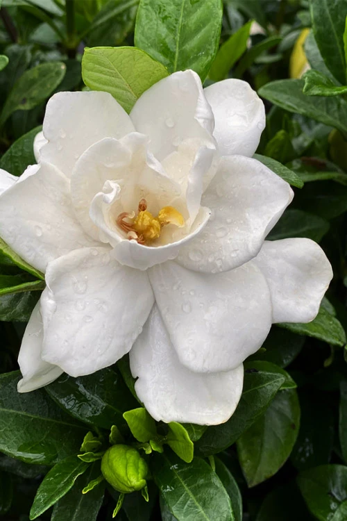 Pillow Talk Gardenia - 3 Gallon Pot 6 Pillow Talk Gardenia - 3 Gallon Pot - Image 4