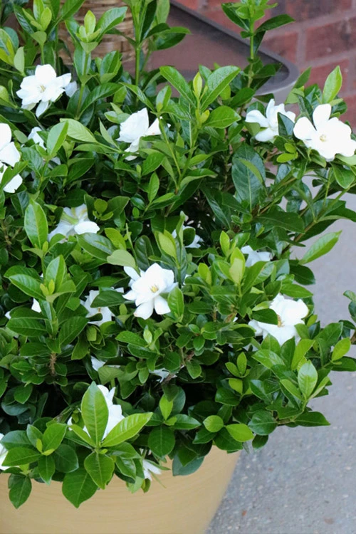 Pillow Talk Gardenia - 3 Gallon Pot 7 Pillow Talk Gardenia - 3 Gallon Pot - Image 5