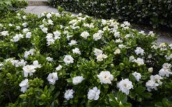 Pillow Talk Gardenia - 3 Gallon Pot 13 Pillow Talk Gardenia - 3 Gallon Pot -Plant Discount Store gardenia jasminoides pillow talk 4