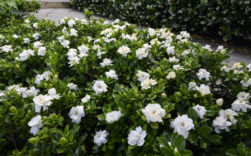 Pillow Talk Gardenia - 3 Gallon Pot 8 Pillow Talk Gardenia - 3 Gallon Pot - Image 6