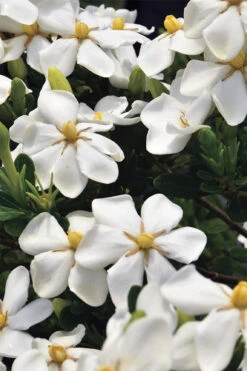 Snow Girl Hardy Dwarf Gardenia - 6 Pack Of 1 Gallon Pots -Plant Discount Store gardenia jasminoides snow girl 1 3