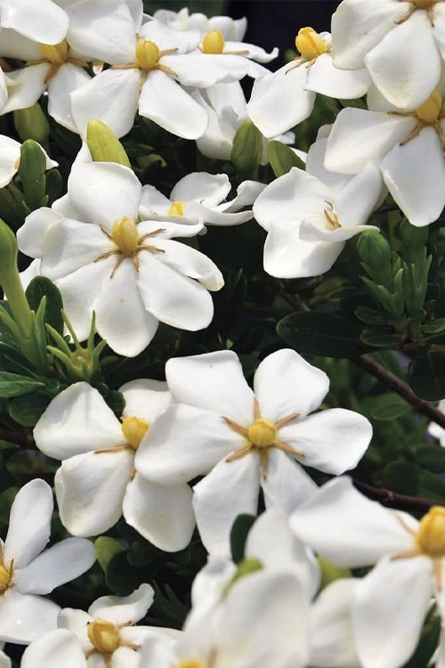Snow Girl Hardy Dwarf Gardenia - 3 Gallon Pot 6 Snow Girl Hardy Dwarf Gardenia - 3 Gallon Pot - Image 4