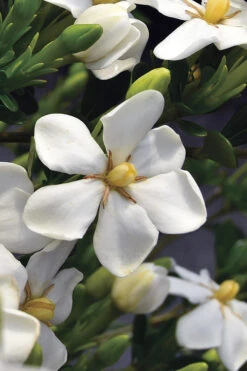 Snow Girl Hardy Dwarf Gardenia - 1 Gallon Pot -Plant Discount Store gardenia jasminoides snow girl 2 2