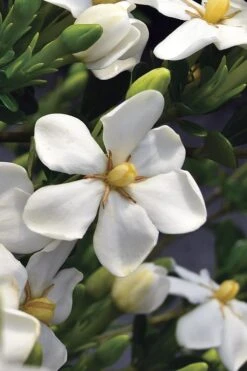 Snow Girl Hardy Dwarf Gardenia - 3 Gallon Pot 12 Snow Girl Hardy Dwarf Gardenia - 3 Gallon Pot -Plant Discount Store gardenia jasminoides snow girl 2