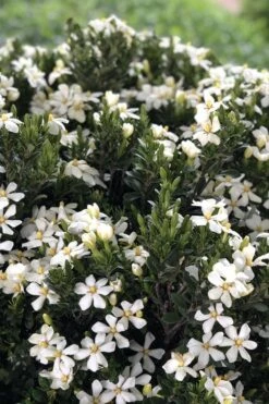 Snow Girl Hardy Dwarf Gardenia - 3 Gallon Pot 13 Snow Girl Hardy Dwarf Gardenia - 3 Gallon Pot -Plant Discount Store gardenia jasminoides snow girl 3