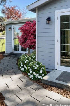 Snow Globe Gardenia - 1 Gallon Pot -Plant Discount Store gardenia jasminoides snow globe 3 2