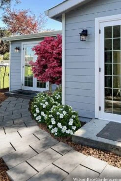 Snow Globe Gardenia - 3 Gallon Pot 11 Snow Globe Gardenia - 3 Gallon Pot -Plant Discount Store gardenia jasminoides snow globe 3