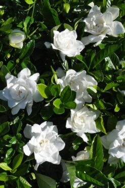 Snow Puff Hardy Gardenia - 1 Gallon Pot 9 Snow Puff Hardy Gardenia - 1 Gallon Pot -Plant Discount Store gardenia jasminoides snow puff 2 2