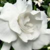 Snow Puff Hardy Gardenia - 3 Gallon Pot 1 Snow Puff Hardy Gardenia - 3 Gallon Pot -Plant Discount Store gardenia jasminoides snow puff 4 1