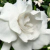 Snow Puff Hardy Gardenia - 7 Gallon Pot -Plant Discount Store gardenia jasminoides snow puff 4 4