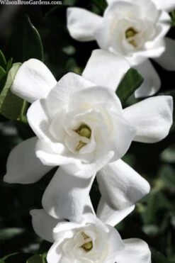 Steady As She Goes Hardy Gardenia - 3 Gallon Pot 9 Steady As She Goes Hardy Gardenia - 3 Gallon Pot -Plant Discount Store gardenia jasminoides steady as she goes 1