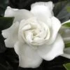 Summer Snow Gardenia - 3 Gallon Pot 2 Summer Snow Gardenia - 3 Gallon Pot -Plant Discount Store gardenia jasminoides summer snow 12