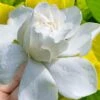 Gold Doubloon Gardenia - 3 Gallon Pot 2 Gold Doubloon Gardenia - 3 Gallon Pot -Plant Discount Store gardenia ogon no hana gold doubloon 10
