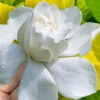Gold Doubloon Gardenia - 1 Gallon Pot 1 Gold Doubloon Gardenia - 1 Gallon Pot -Plant Discount Store gardenia ogon no hana gold doubloon 10 3
