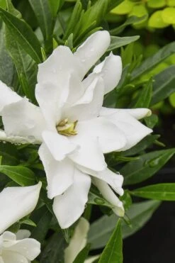 Radicans Creeping Dwarf Gardenia - 6 Pack Of 1 Gallon Pots -Plant Discount Store gardenia radicans 22