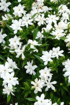 Radicans Creeping Dwarf Gardenia - 1 Gallon Pot 13 Radicans Creeping Dwarf Gardenia - 1 Gallon Pot -Plant Discount Store gardenia radicans 24 1