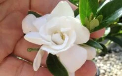 Jubilation Gardenia - 1 Gallon Pot -Plant Discount Store gardeniajubilation 3