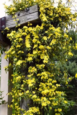 Margarita Cold Hardy Carolina Jasmine Vine (Gelsemium) - 3 Gallon Pot -Plant Discount Store gelsemium sempervirens margarita cold hardy carolina jasmine vine 100
