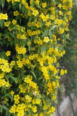 Margarita Cold Hardy Carolina Jasmine Vine (Gelsemium) - 3 Gallon Pot -Plant Discount Store gelsemium sempervirens margarita cold hardy carolina jasmine vine 104